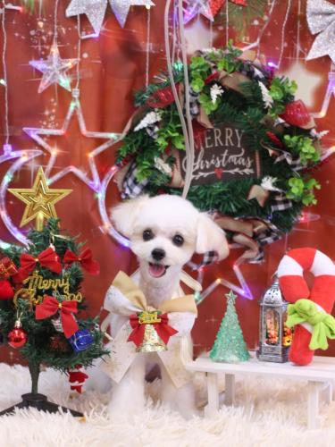 20231213小雪ちゃん